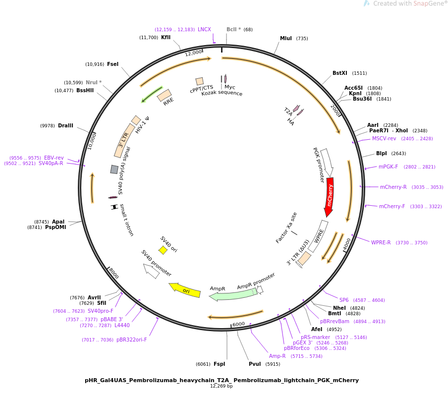 pHR_Gal4UAS_Pembrolizumab_heavychain_T2A_ Pembrolizumab_lightchain_PGK_mCherry质粒图谱